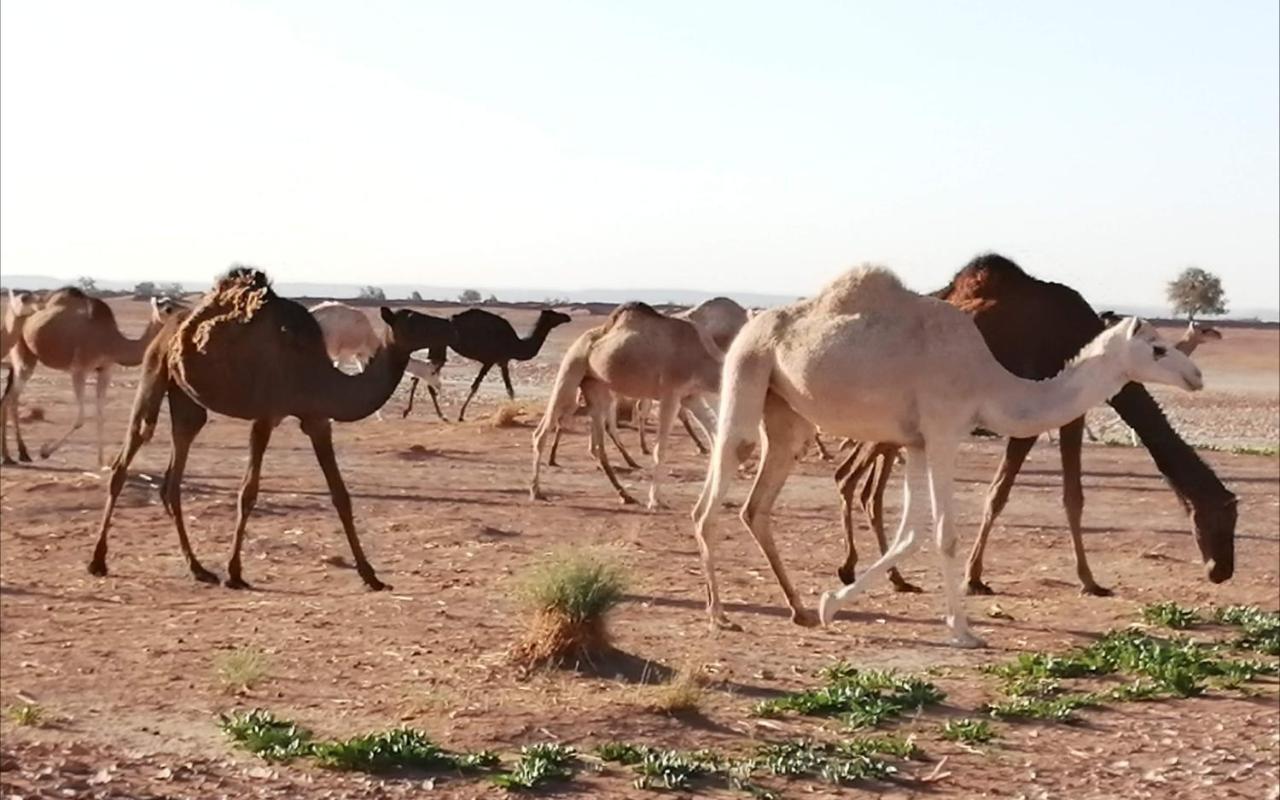 Kasbah Les Alizes Du Desert M'Hamid El Ghizlane Exterior foto